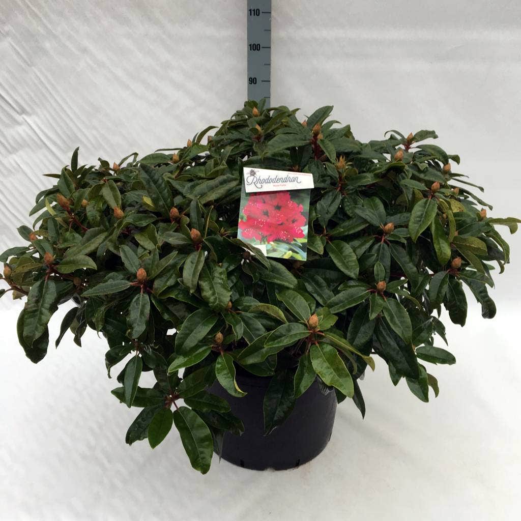 Rhododendron (Rhododendron 'Marie Forte')