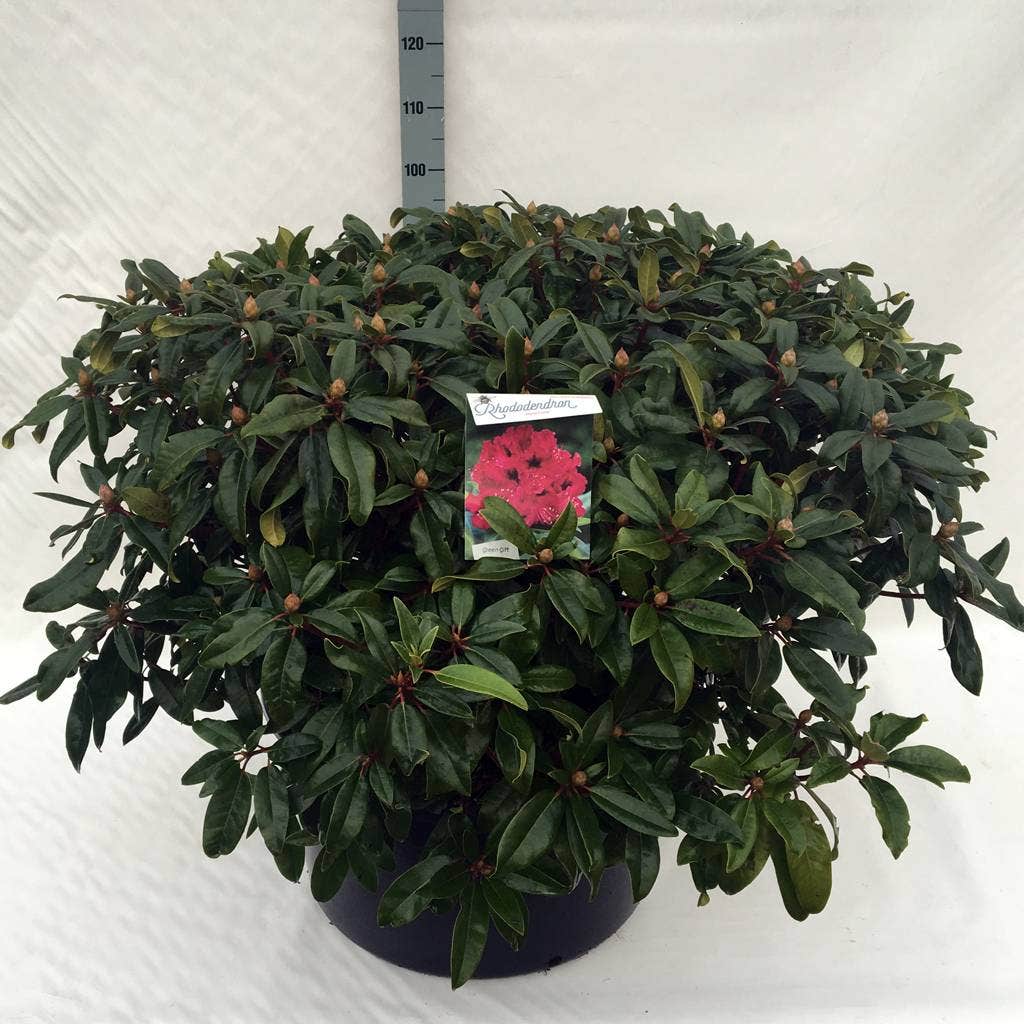  Rhododendron (Rhododendron 'Marie Forte')