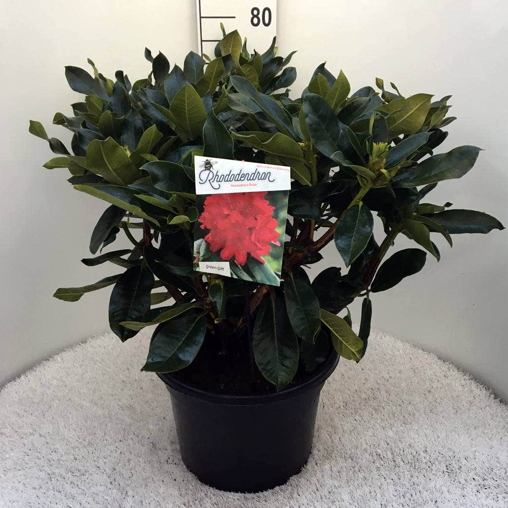 Rhododendron (Rhododendron 'Markeeta's Prize')