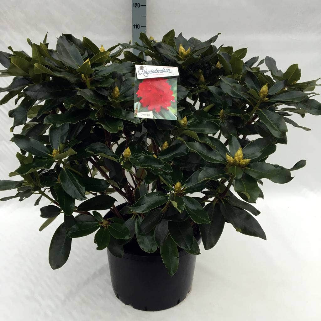  Rhododendron (Rhododendron 'Markeeta's Prize')