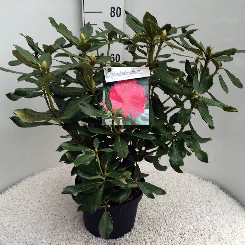  Rhododendron (Rhododendron 'Nova Zembla')