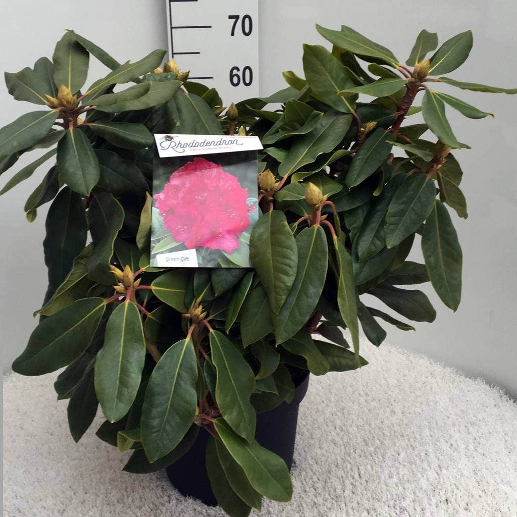  Rhododendron (Rhododendron 'American Beauty')