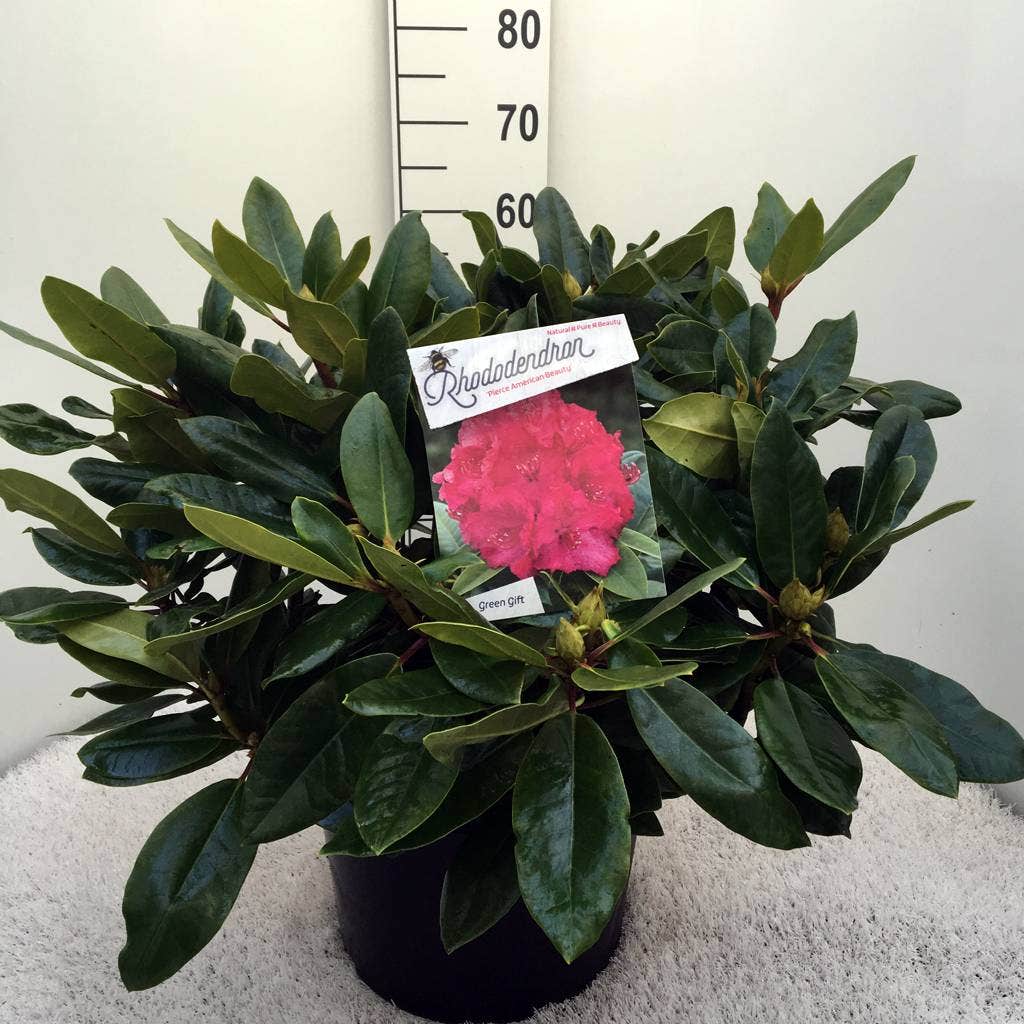  Rhododendron (Rhododendron 'American Beauty')