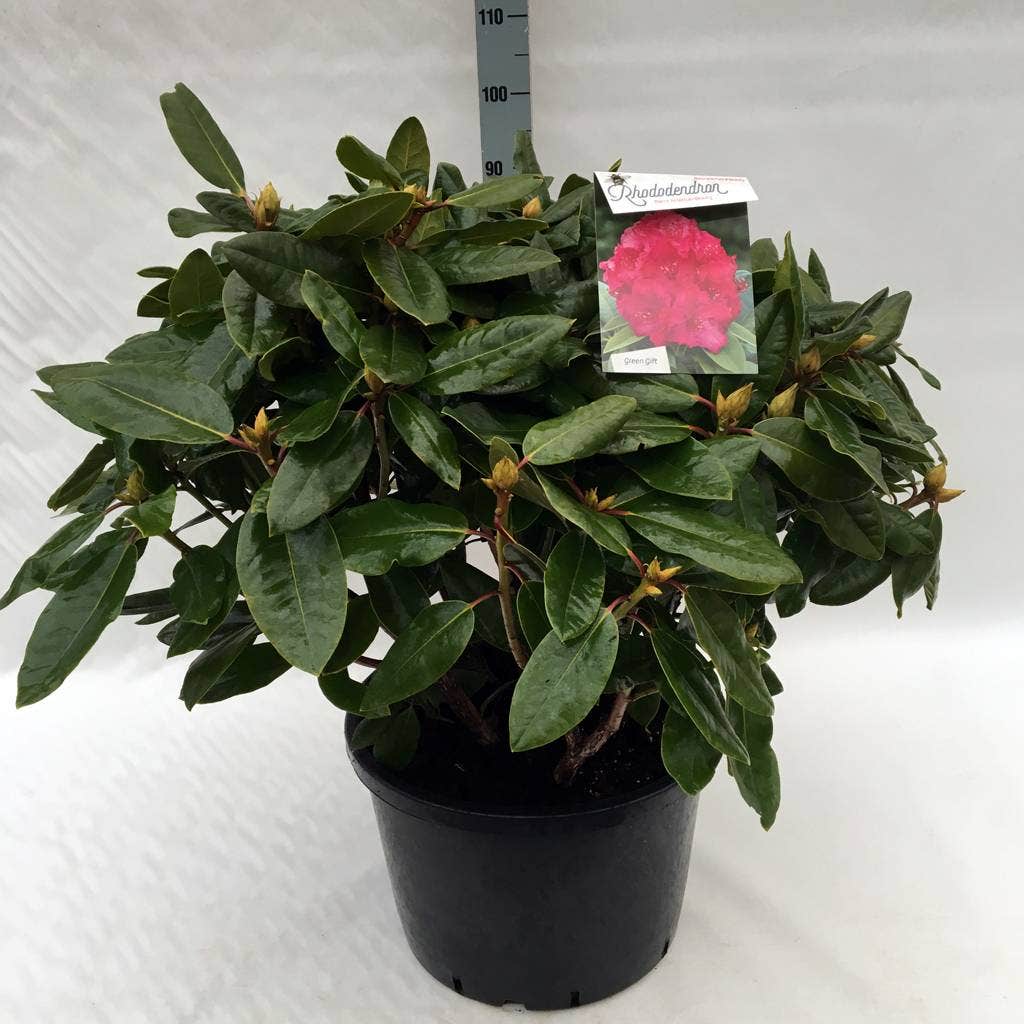  Rhododendron (Rhododendron 'American Beauty')