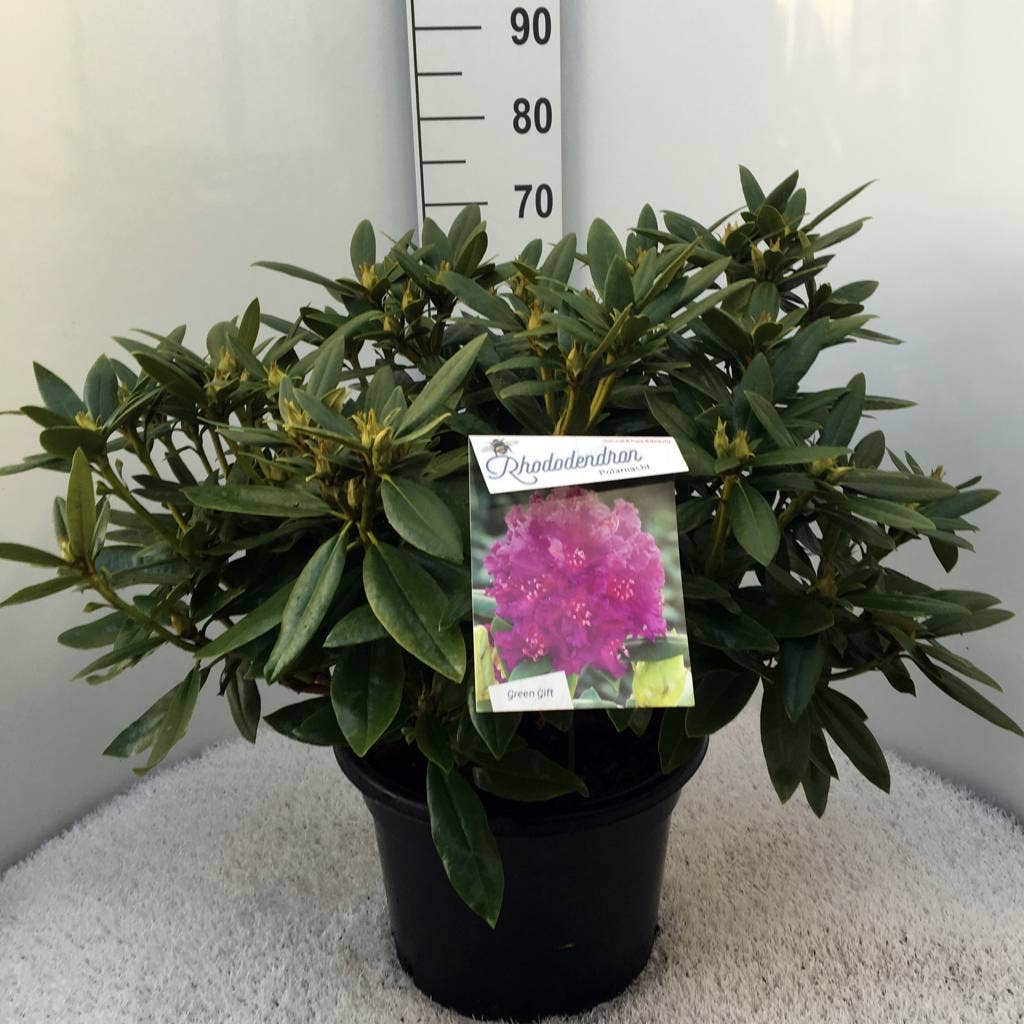  Rhododendron (Rhododendron 'Polarnacht')
