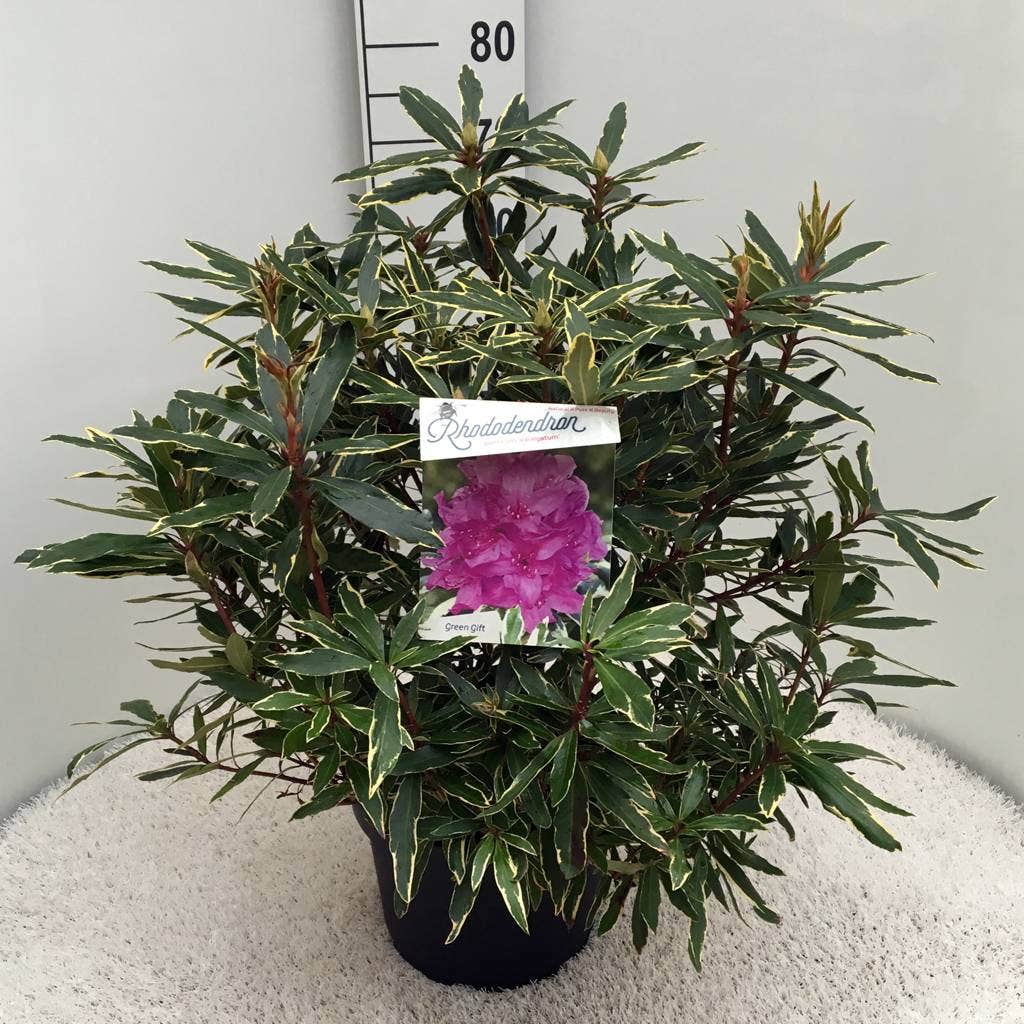  Bosrhododendron (Rhododendron Ponticum 'Variegatum')