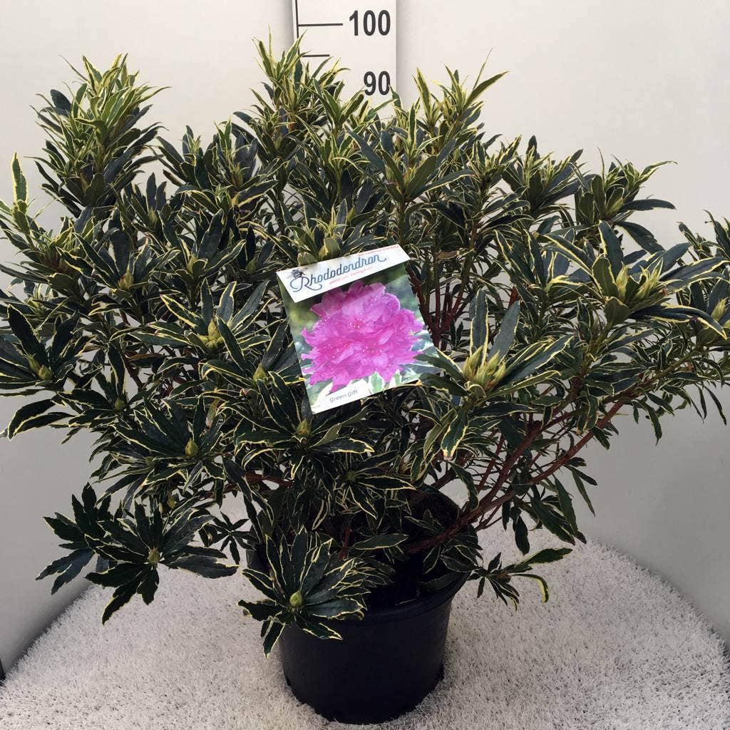  Bosrhododendron (Rhododendron Ponticum 'Variegatum')