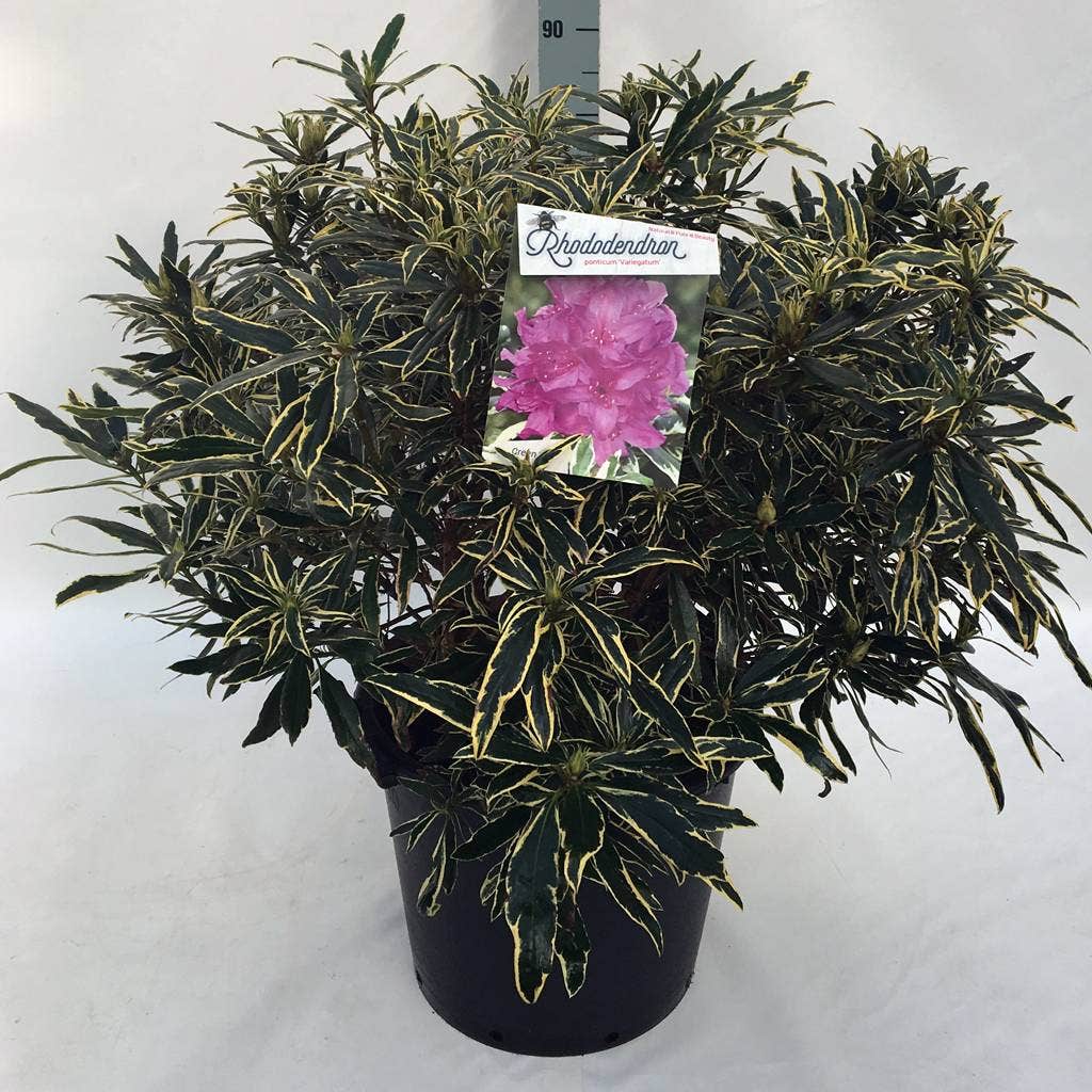 Bosrhododendron (Rhododendron Ponticum 'Variegatum')
