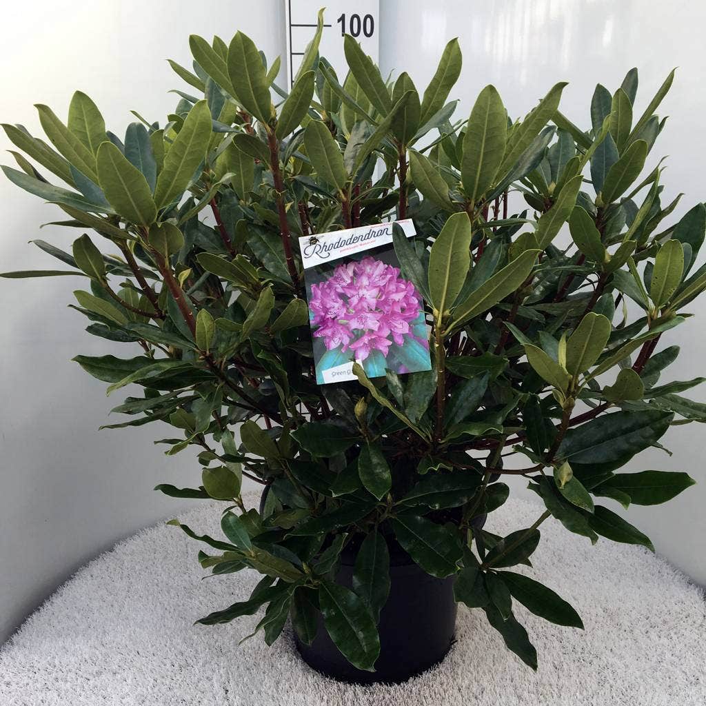  Bosrhododendron (Rhododendron Ponticum 'Roseum')
