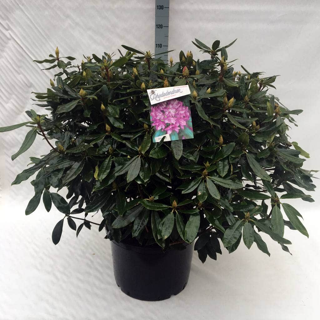  Bosrhododendron (Rhododendron Ponticum 'Roseum')