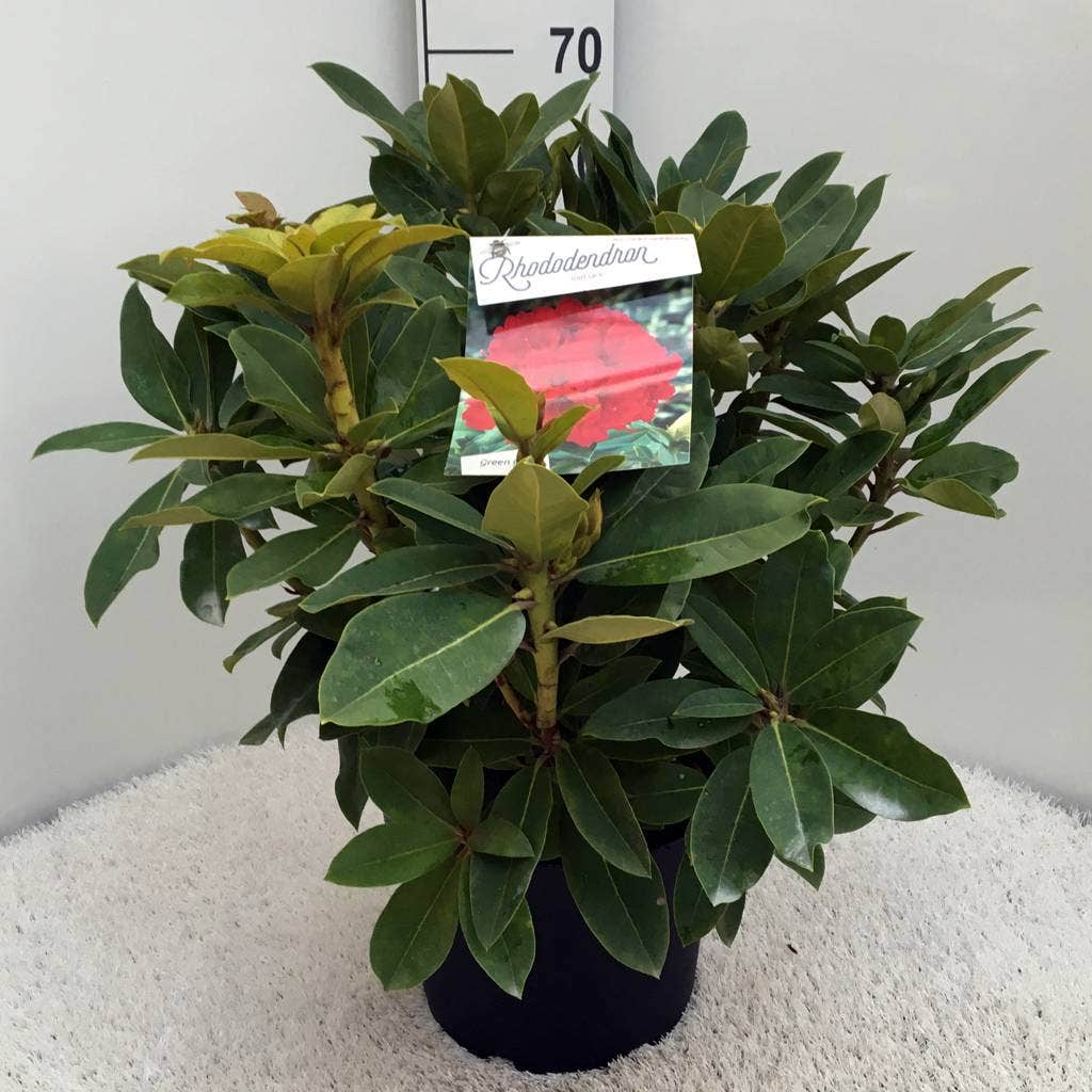  Rhododendron (Rhododendron 'Red Jack')