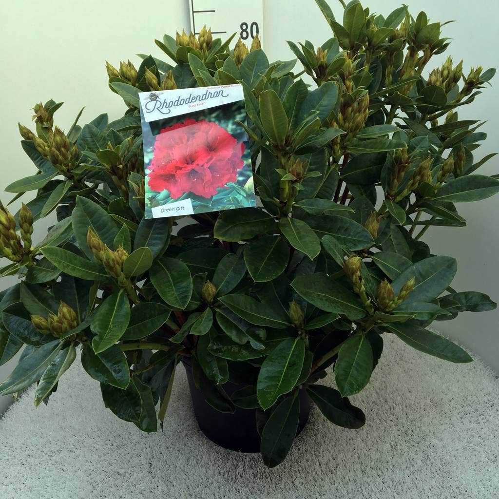  Rhododendron (Rhododendron 'Red Jack')