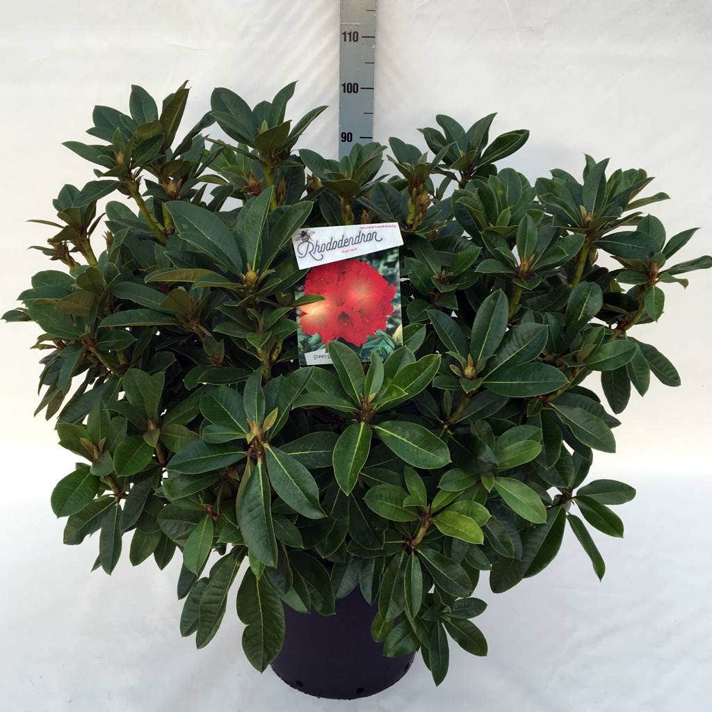  Rhododendron (Rhododendron 'Red Jack')