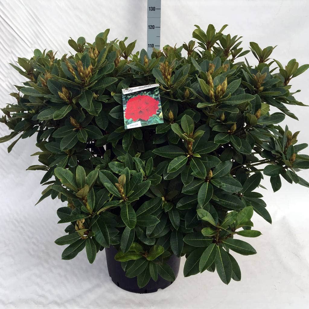  Rhododendron (Rhododendron 'Red Jack')
