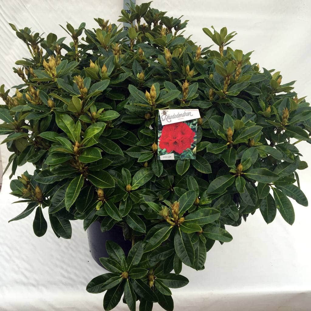  Rhododendron (Rhododendron 'Red Jack')