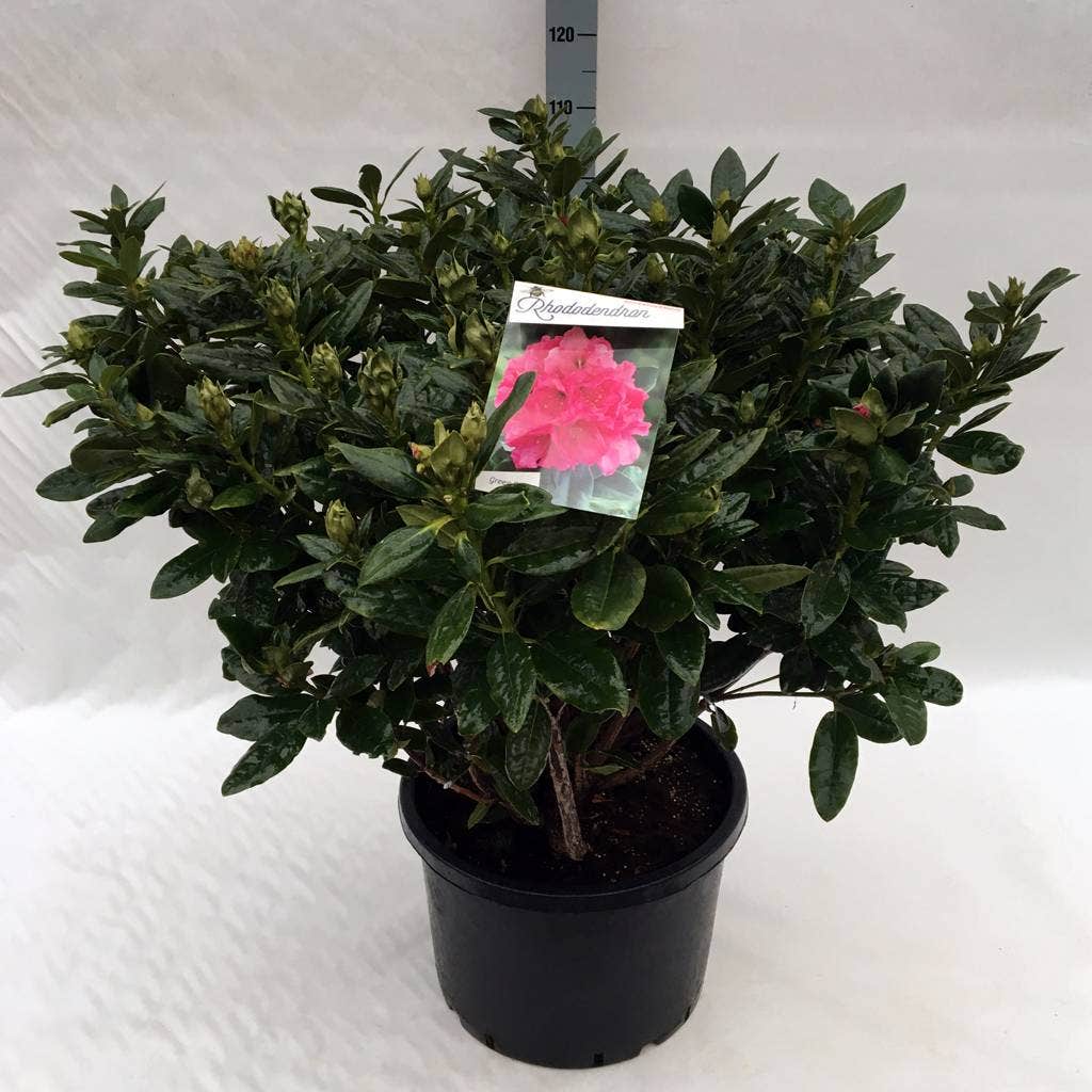  Rhododendron (Rhododendron 'Rocket')