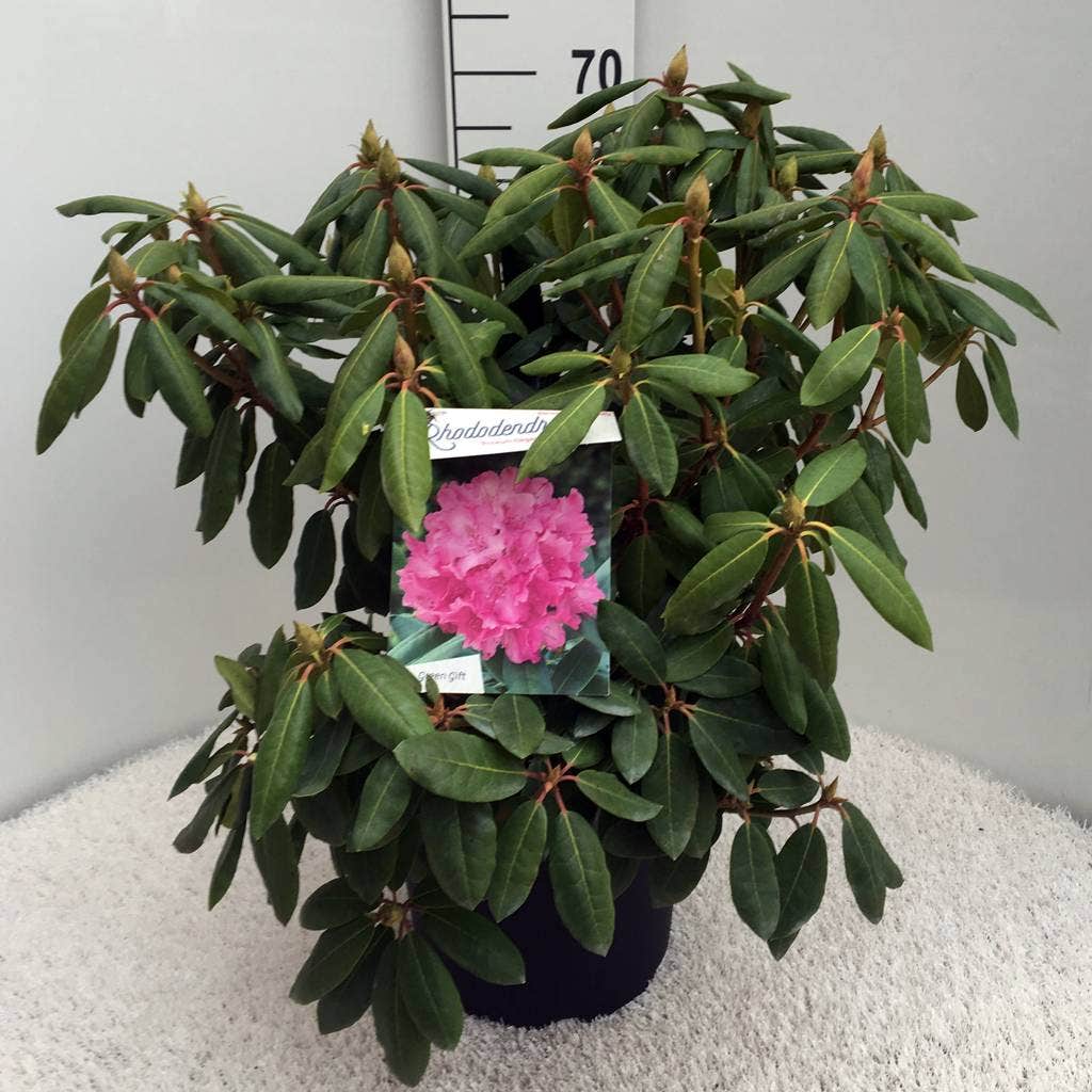  Rhododendron (Rhododendron 'Roseum Elegans')