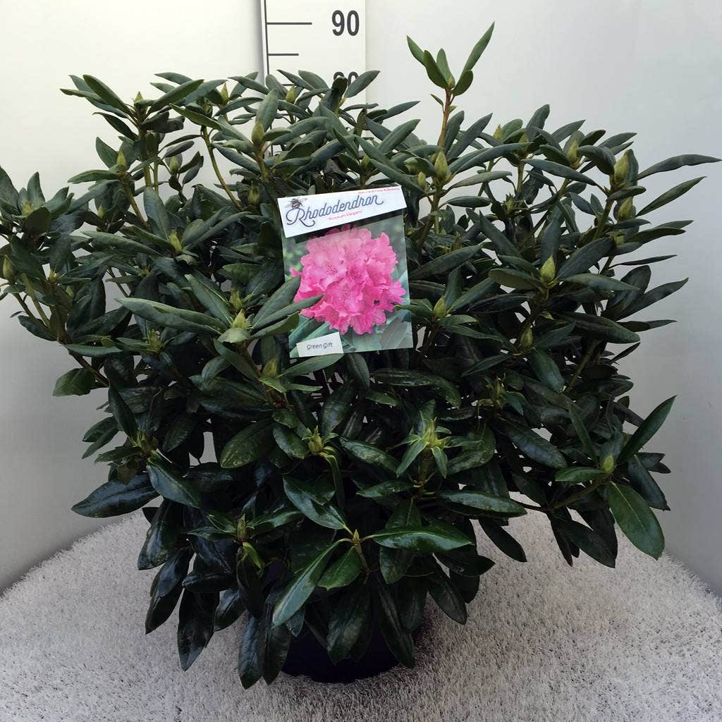  Rhododendron (Rhododendron 'Roseum Elegans')