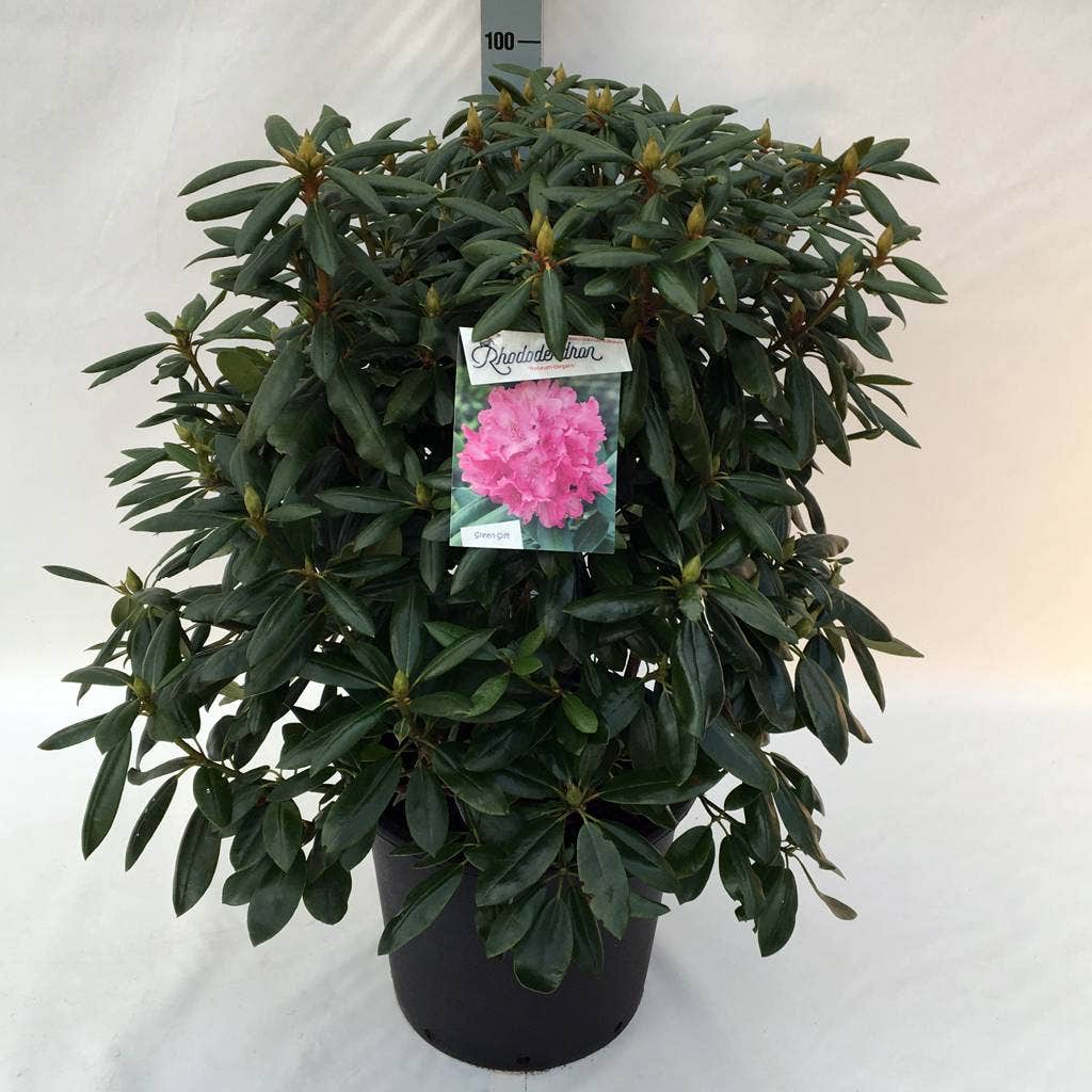  Rhododendron (Rhododendron 'Roseum Elegans')