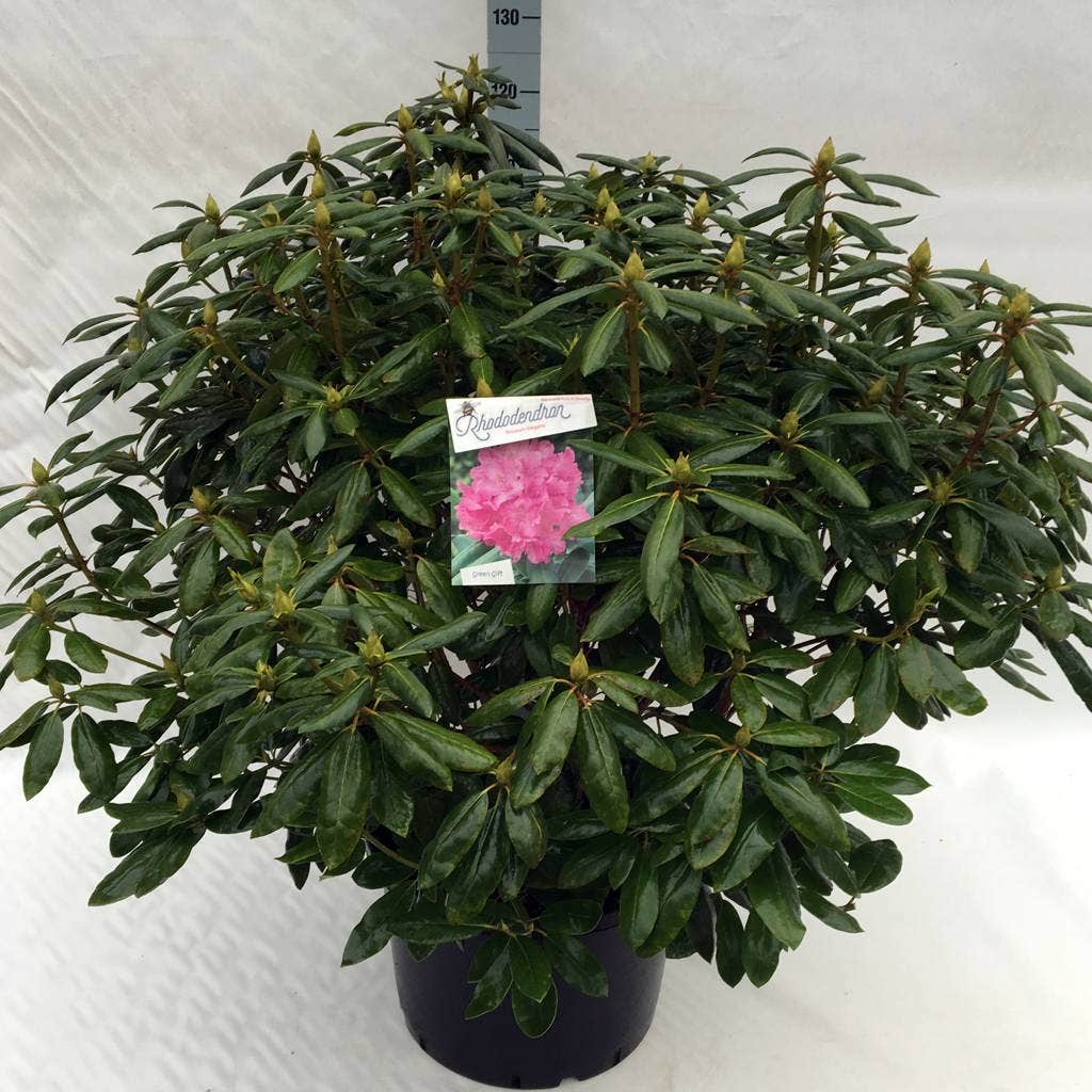  Rhododendron (Rhododendron 'Roseum Elegans')