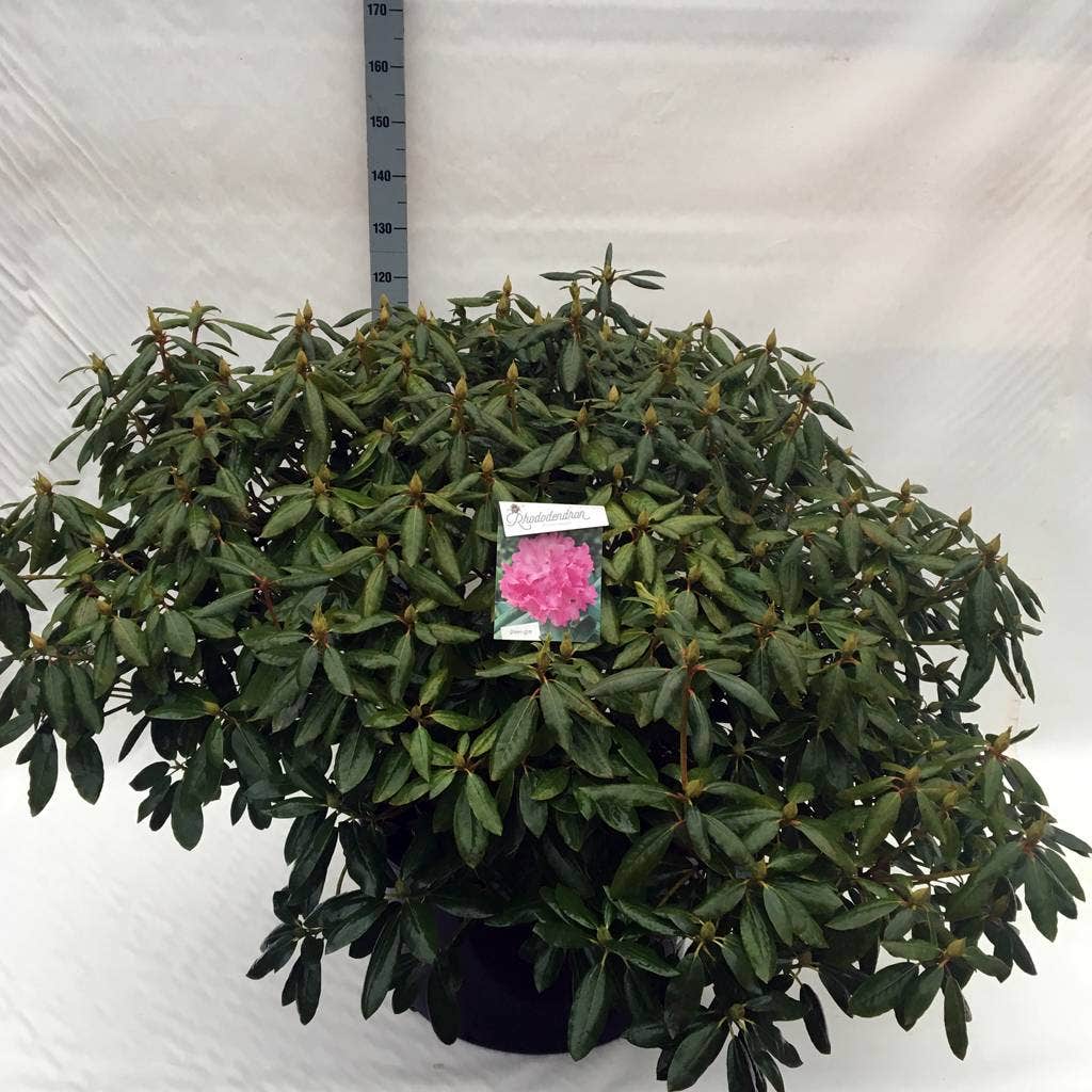  Rhododendron (Rhododendron 'Roseum Elegans')