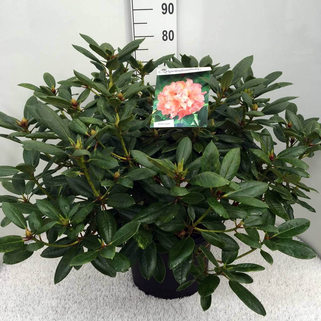  Rhododendron (Rhododendron 'Virginia Richards')