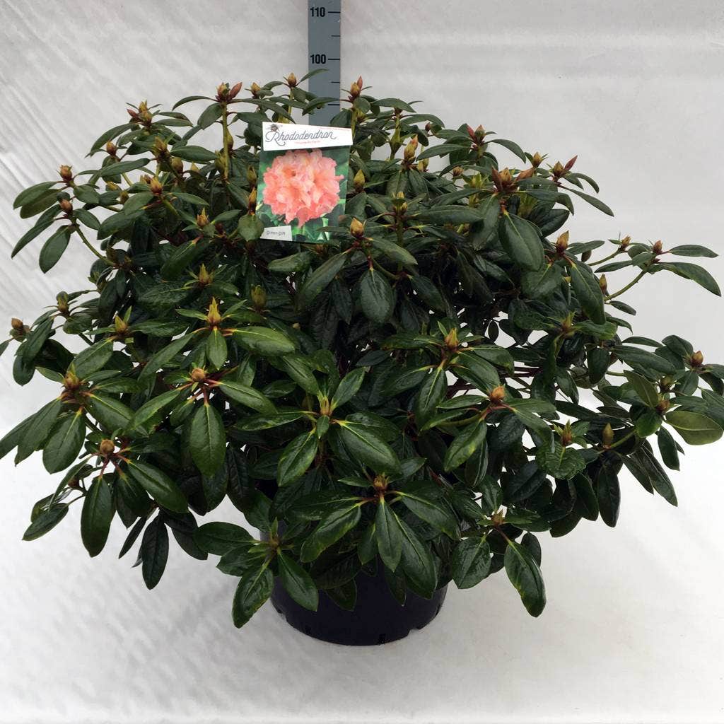  Rhododendron (Rhododendron 'Virginia Richards')