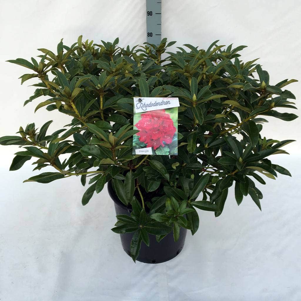  Rhododendron (Rhododendron 'Wilgen's Ruby')