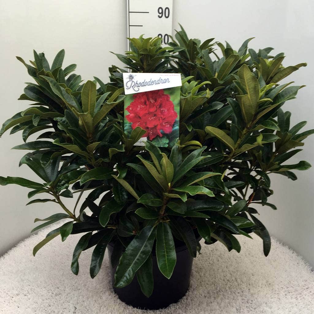  Rhododendron (Rhododendron 'Wilgen's Ruby')