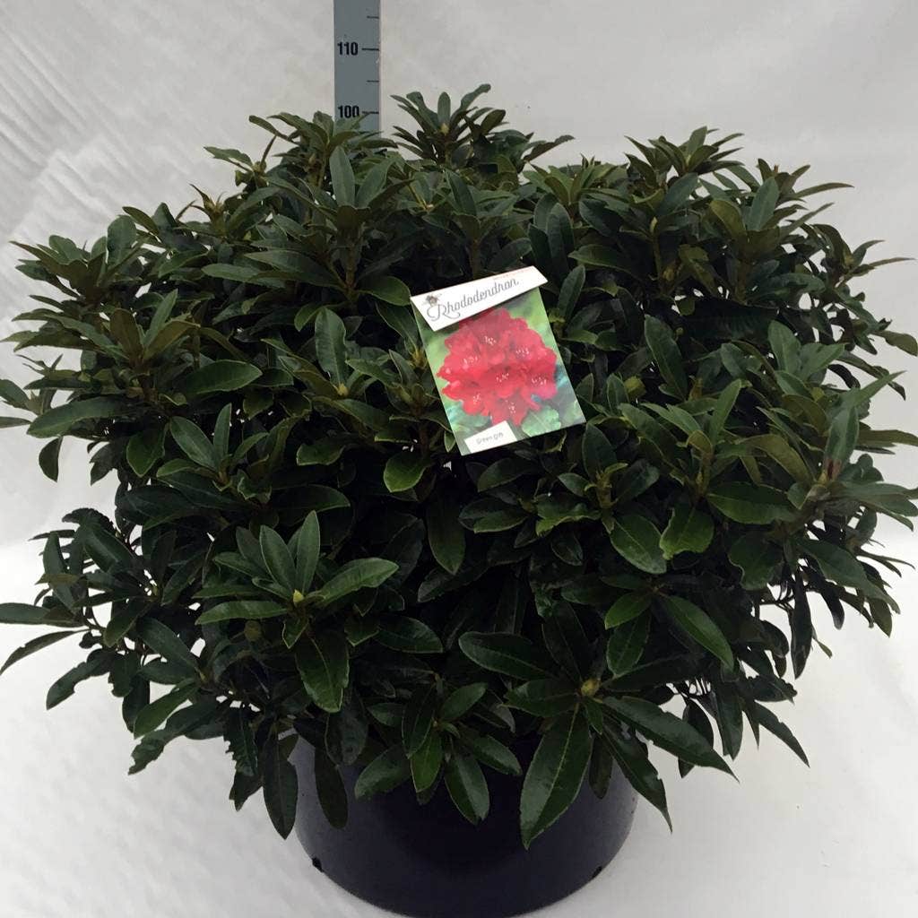  Rhododendron (Rhododendron 'Wilgen's Ruby')