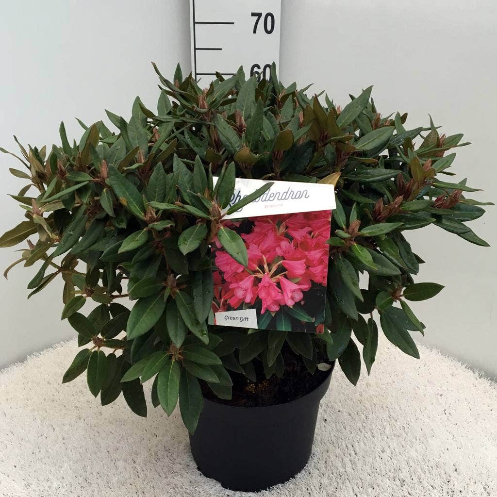  Rhododendron (Rhododendron 'Winsome')
