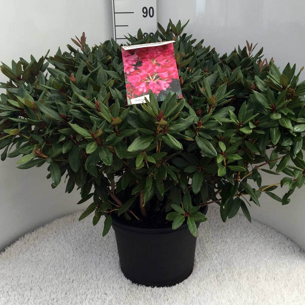  Rhododendron (Rhododendron 'Winsome')