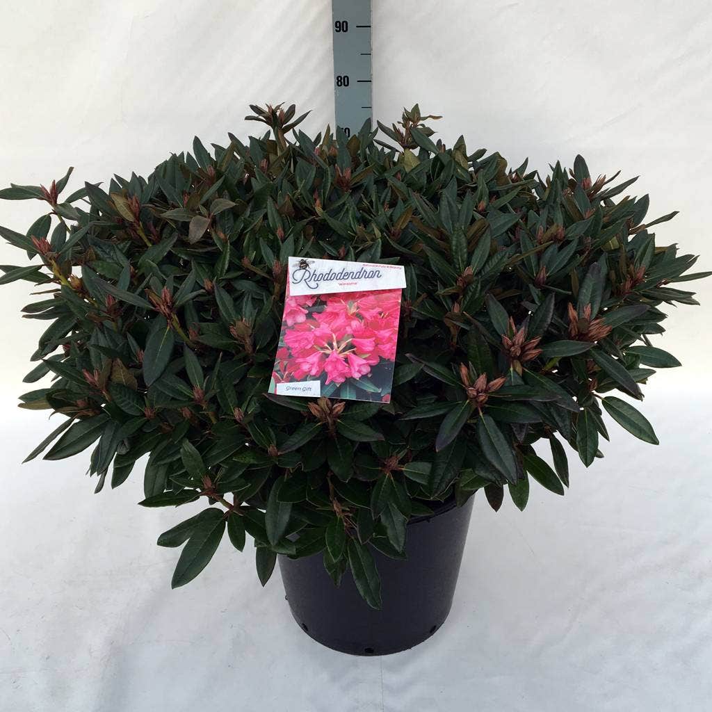  Rhododendron (Rhododendron 'Winsome')