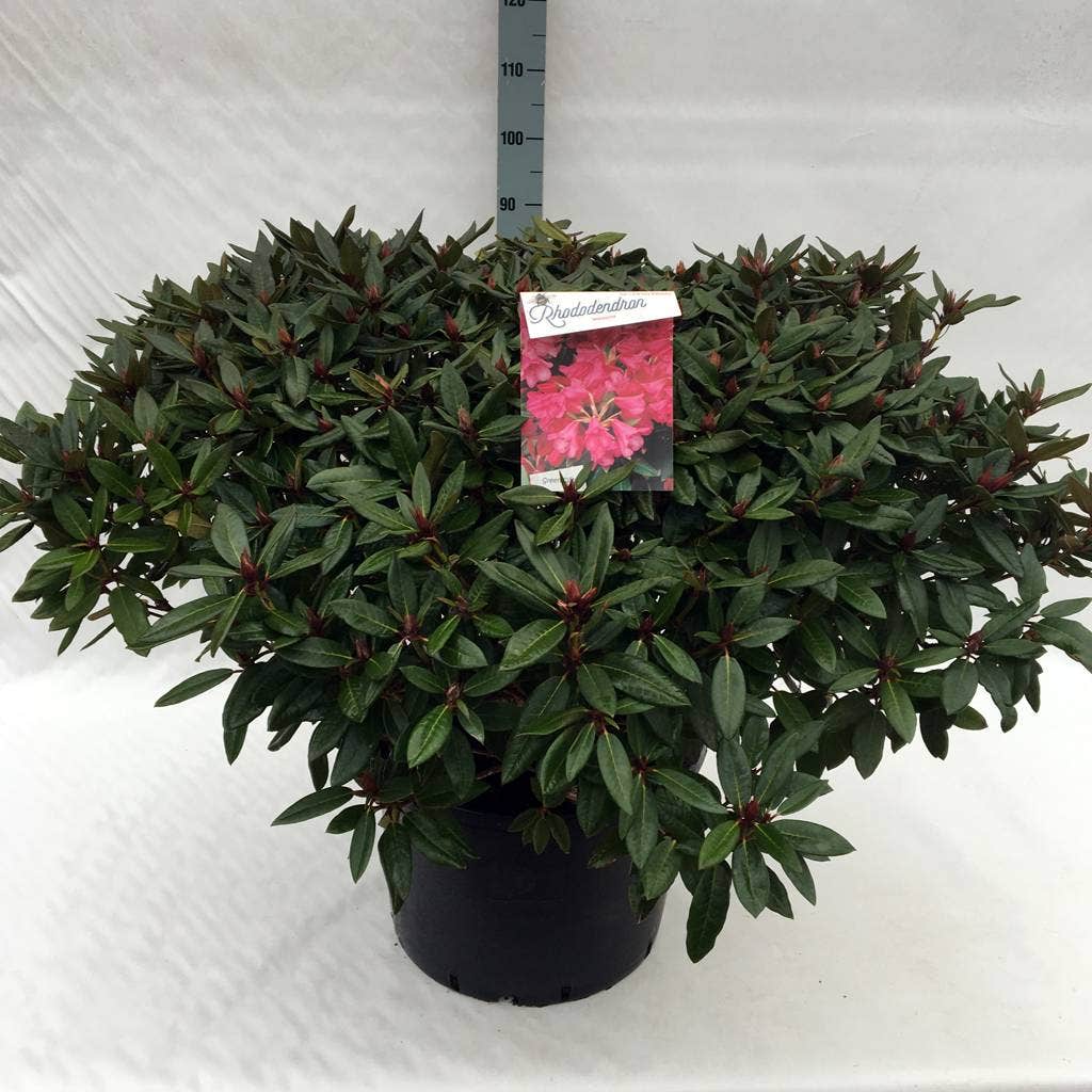  Rhododendron (Rhododendron 'Winsome')