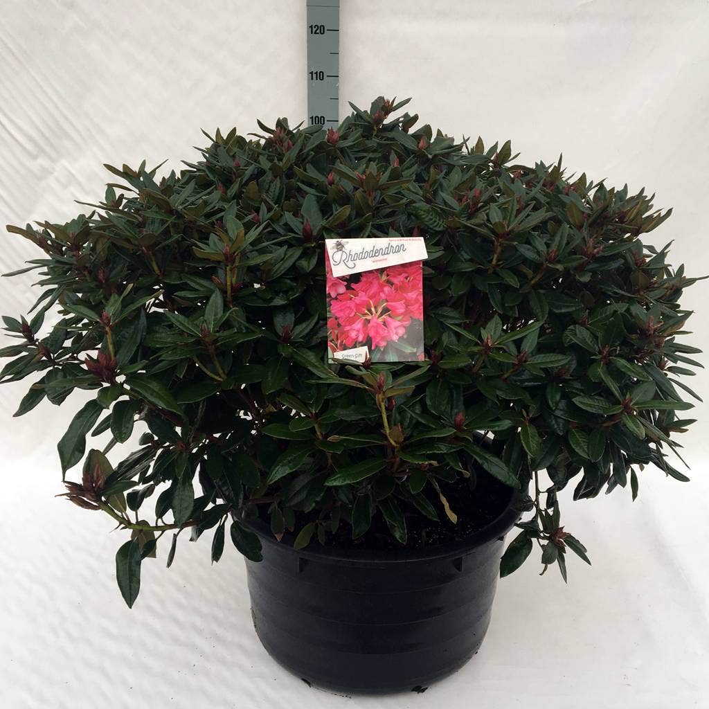  Rhododendron (Rhododendron 'Winsome')