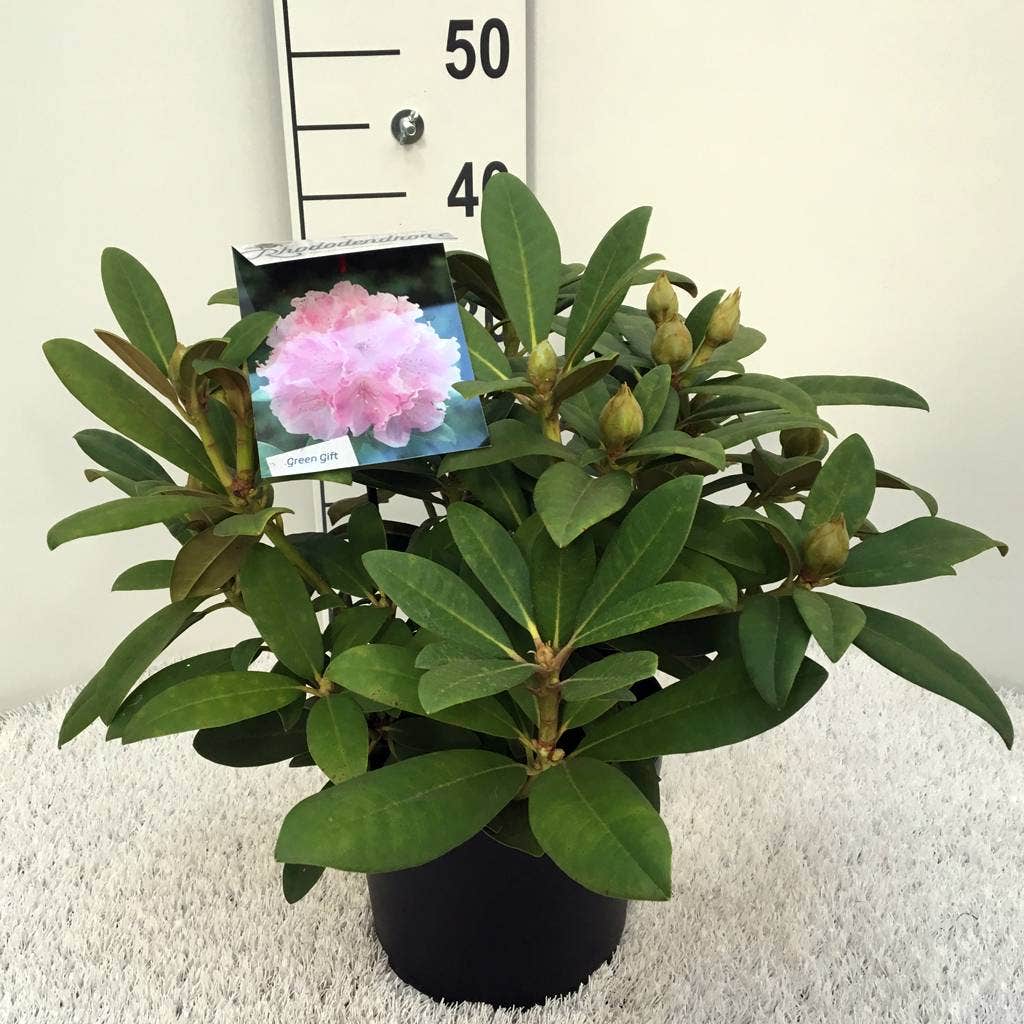  Rhododendron (Rhododendron 'Doc')