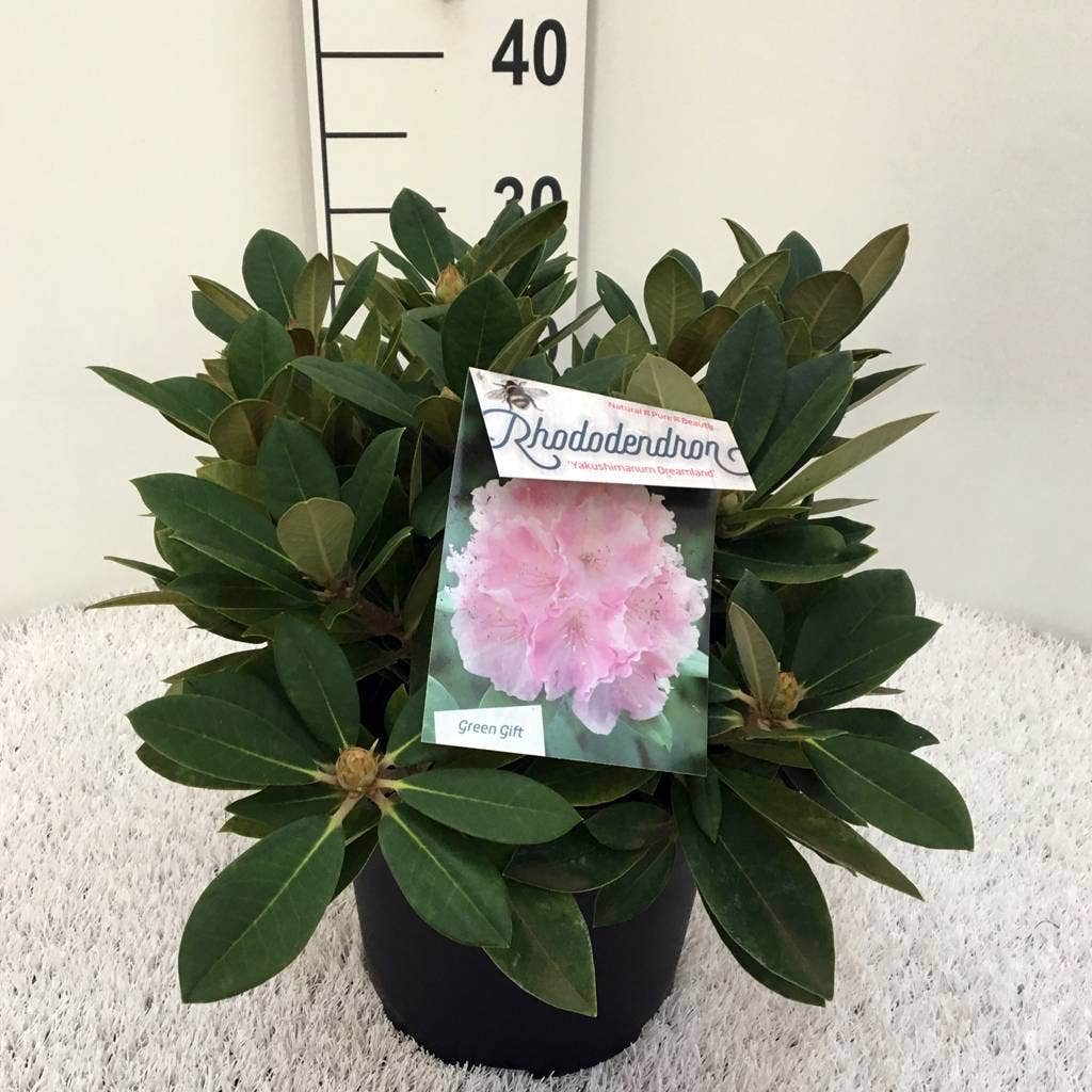  Dwergrhododendron (Rhododendron 'Dreamland')