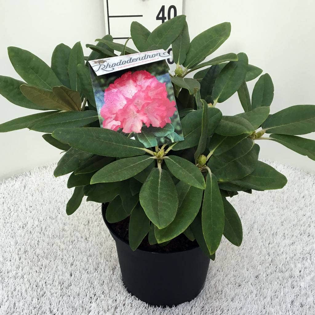  Dwergrhododendron (Rhododendron 'Fantastica')