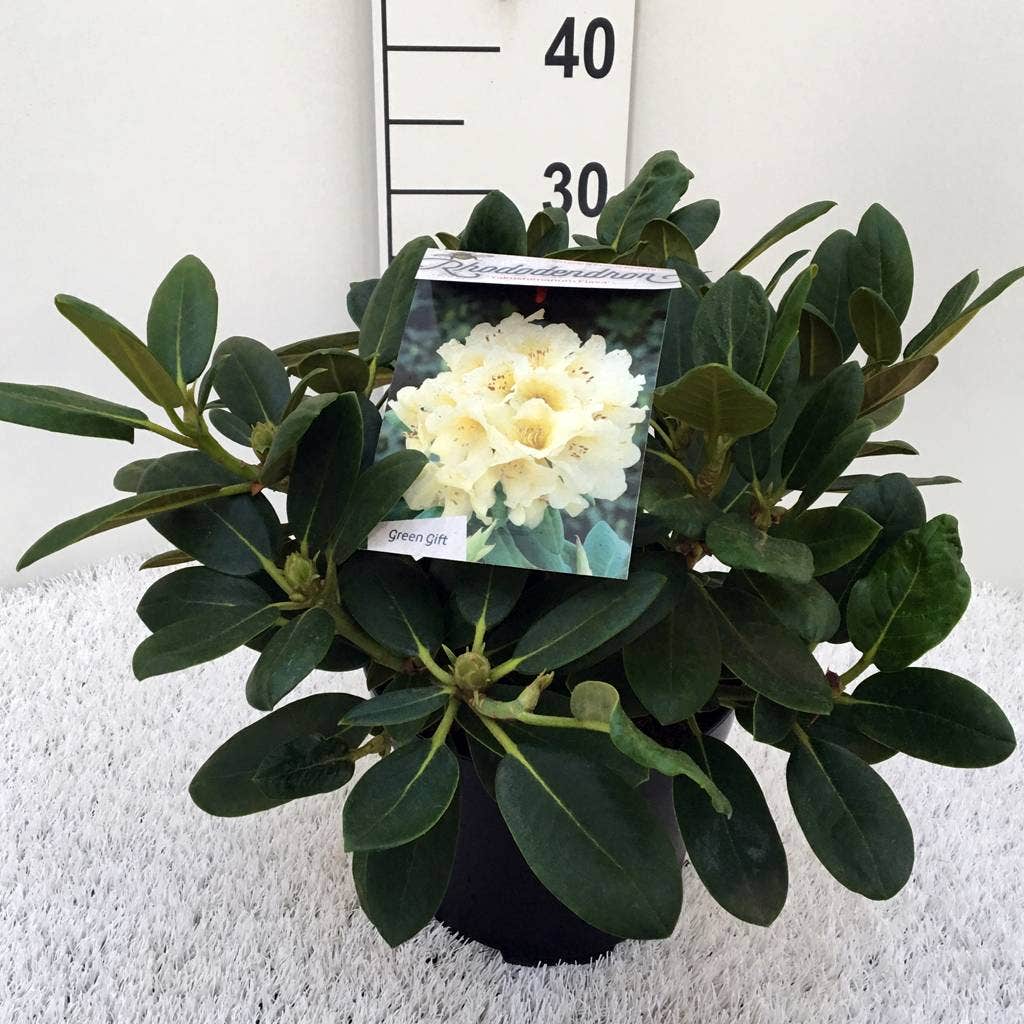  Rhododendron (Rhododendron 'Flava')
