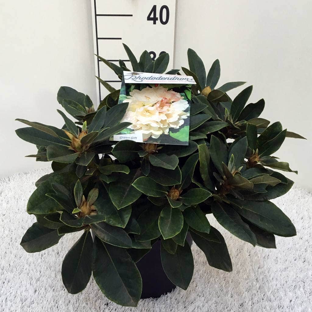  Dwergrhododendron (Rhododendron 'Golden Torch')