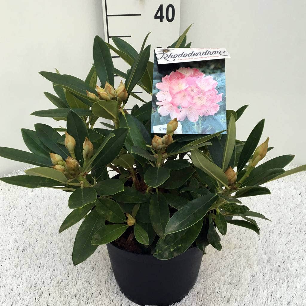 Rhododendron (Rhododendron 'Percy Wiseman')