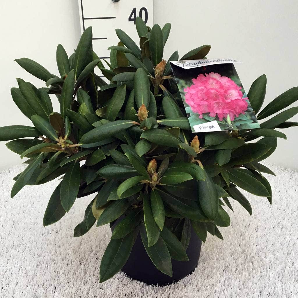  Dwergrhododendron (Rhododendron 'Polaris')