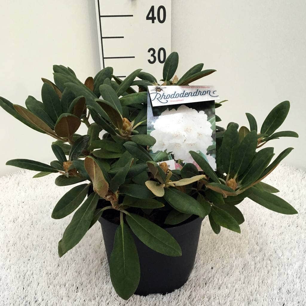  Dwergrhododendron (Rhododendron 'Porzellan')