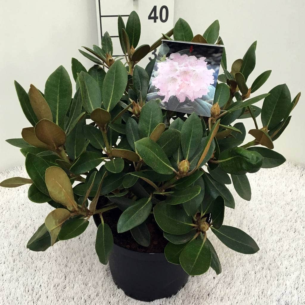  Dwergrhododendron (Rhododendron 'Silberwolke')