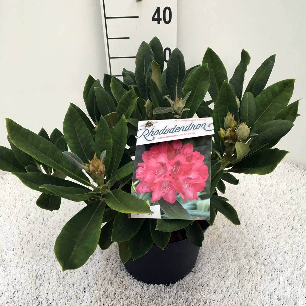  Rhododendron (Rhododendron 'Sneezy')