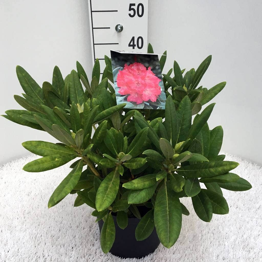  Dwergrhododendron (Rhododendron 'Sweet Sue')