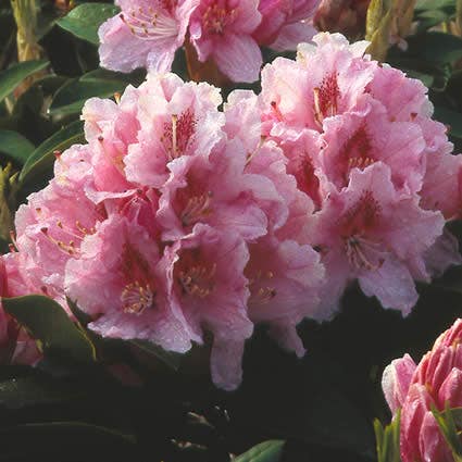  Rhododendron (Rhododendron 'Albert Schweitzer')