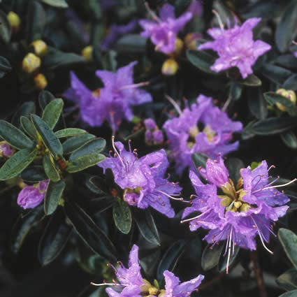  Dwergrhododendron (Rhododendron 'Blue Diamond')