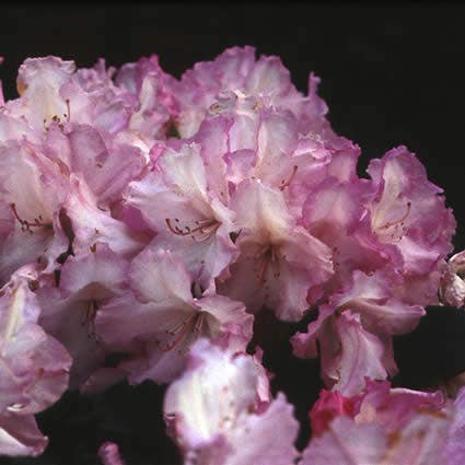  Dwergrhododendron (Rhododendron 'Blurettia')