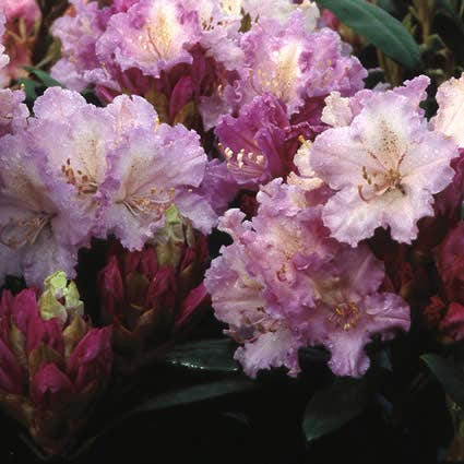  Dwergrhododendron (Rhododendron 'Caroline Allbrook')